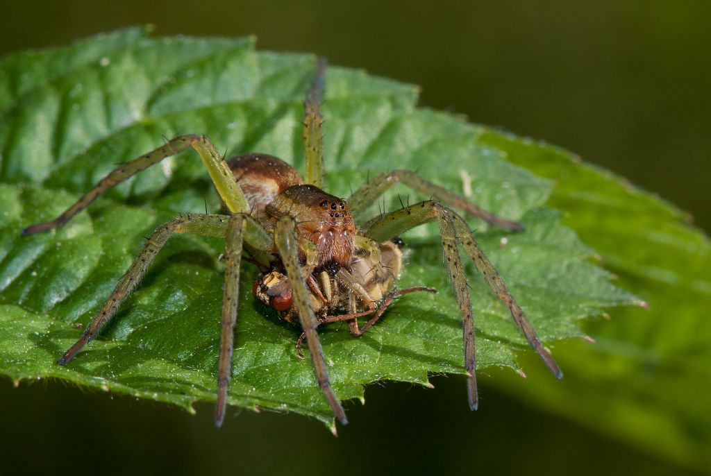 Dolomedes cf. fimbriatus - Parco delle Groane (MI)